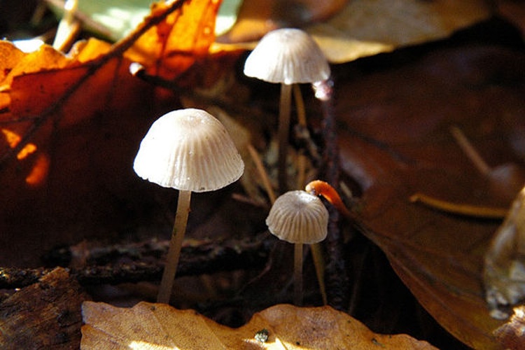 Mycena olida &copy; James Lindsey