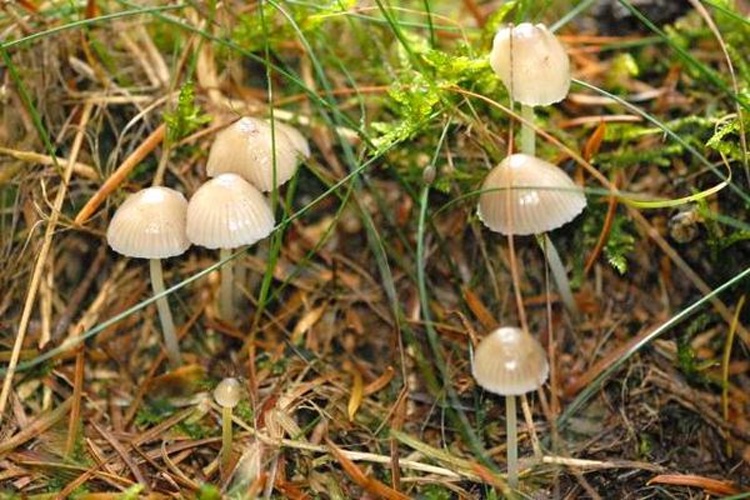 Mycena olivaceomarginata © James K. Lindsey