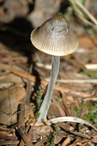 Mycena polygramma &copy; James Lindsey