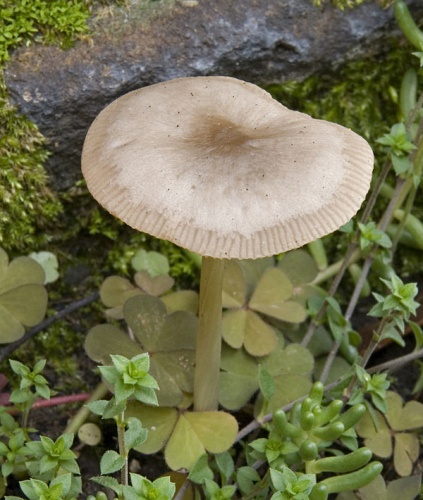 Mycena pura &copy; <a href="//commons.wikimedia.org/wiki/User:EvaK" title="User:EvaK">Eva K.</a> / <a href="https://en.wikipedia.org/wiki/de:User:EvaK" class="extiw" title="w:de:User:EvaK">Eva K.</a>
