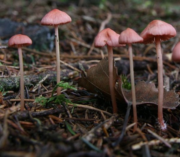 Mycena rosella © <a href="https://en.wikipedia.org/wiki/User:Michaelll" class="extiw" title="wikipedia:User:Michaelll">Michaelll</a> at <a href="https://en.wikipedia.org/wiki/" class="extiw" title="wikipedia:">English Wikipedia</a>