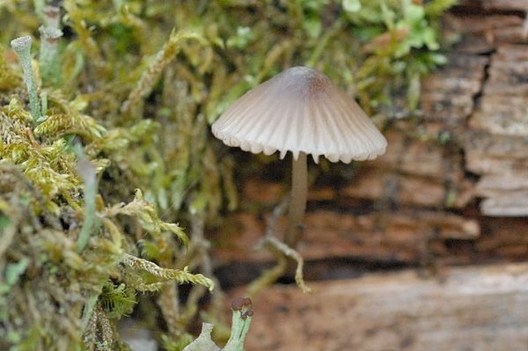 Mycena rubromarginata © James K. Lindsey