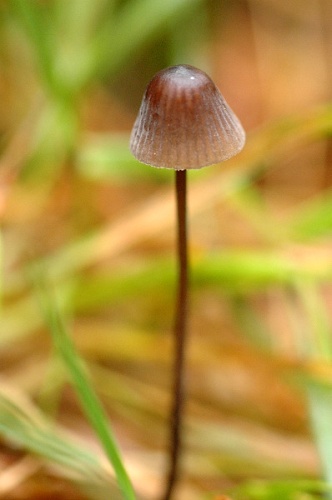Mycena sanguinolenta &copy; James Lindsey