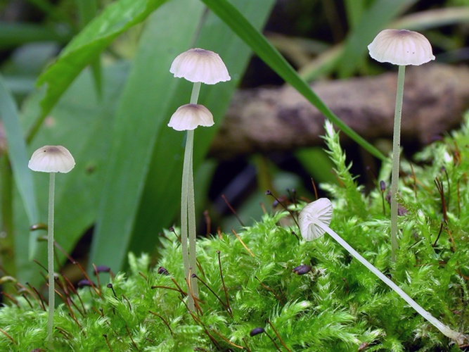 Mycena speirea &copy; Arne Aronsen, Naturhistorisk museum, Universitetet i Oslo