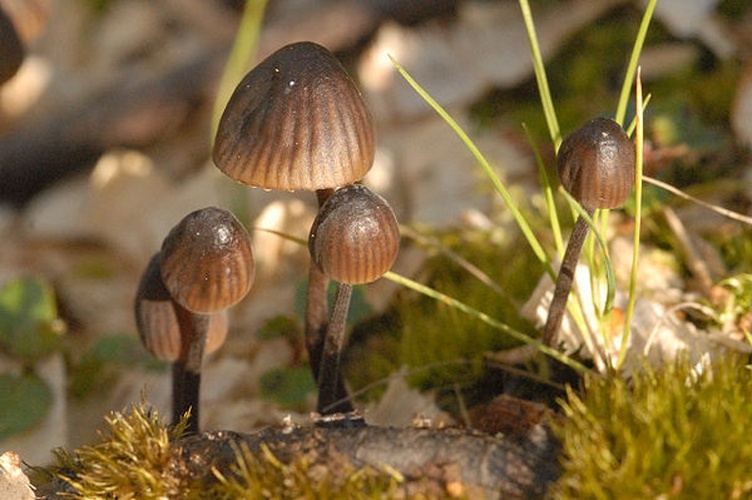 Mycena stipata © James Lindsey