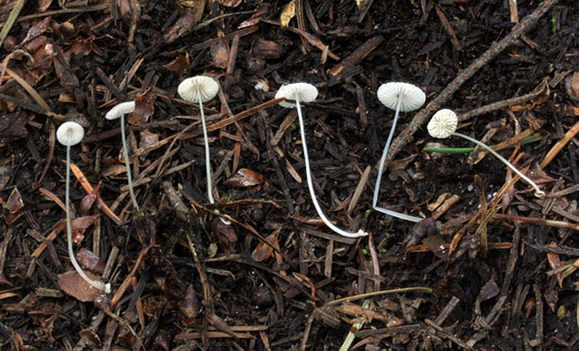 Mycena stylobates © This image was created by user <a rel="nofollow" class="external text" href="https://mushroomobserver.org/observer/show_user/286">Joshua Birkebak (Shua)</a> at <a rel="nofollow" class="external text" href="https://mushroomobserver.org">Mushroom Observer</a>, a source for mycological images.<br>You can contact this user <a rel="nofollow" class="external text" href="https://mushroomobserver.org/observer/ask_user_question/286">here</a>.