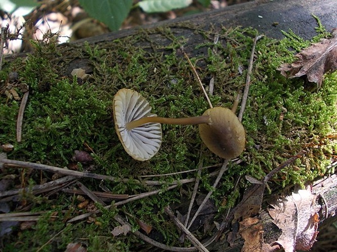 Mycena viridimarginata © <a href="//commons.wikimedia.org/wiki/User:Convallaria_majalis" title="User:Convallaria majalis">Convallaria majalis</a>