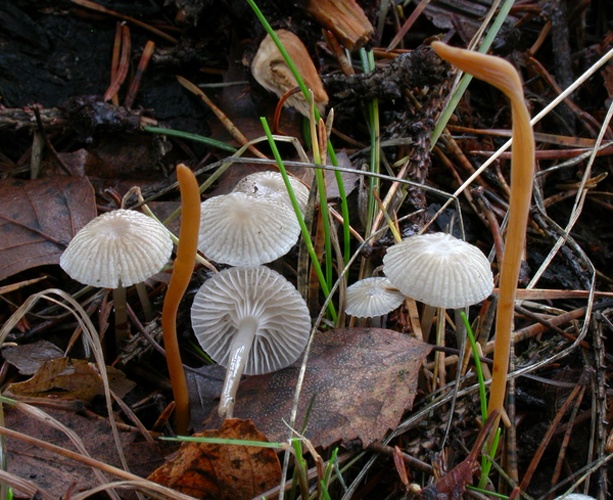 Mycena vulgaris © Arne Aronsen, Naturhistorisk museum, Universitetet i Oslo