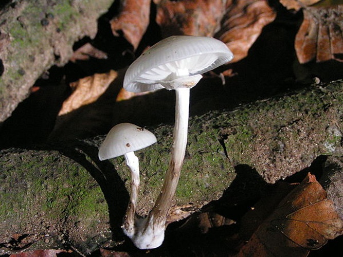 Oudemansiella mucida &copy; 