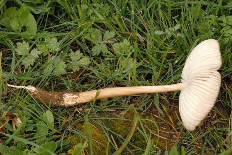 Xerula radicata &copy; James Lindsey