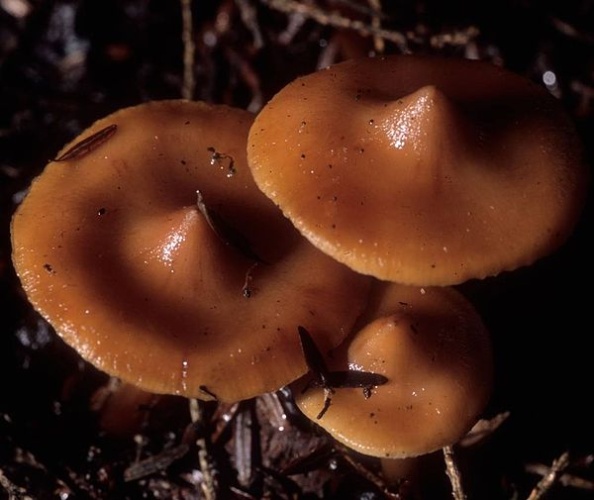 Phaeocollybia christinae &copy; <a rel="nofollow" class="external text" href="https://mushroomobserver.org/observer/show_user/369">Walt Sturgeon (Mycowalt)</a>