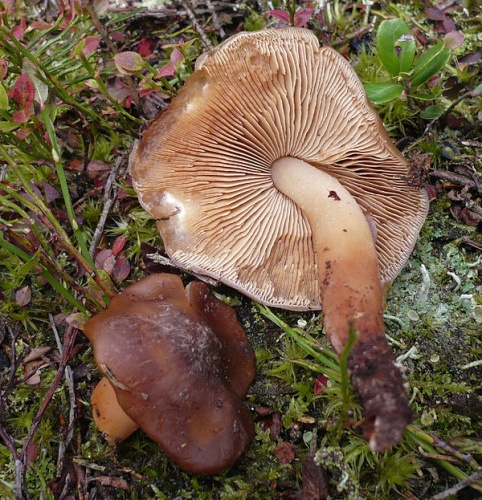 Phaeocollybia lugubris &copy; This image was created by user <a rel="nofollow" class="external text" href="https://mushroomobserver.org/observer/show_user/%7B%7B%7B1%7D%7D%7D">{{{2}}}</a> at <a rel="nofollow" class="external text" href="https://mushroomobserver.org">Mushroom Observer</a>, a source for mycological images.<br>You can contact this user <a rel="nofollow" class="external text" href="https://mushroomobserver.org/observer/ask_user_question/%7B%7B%7B1%7D%7D%7D">here</a>.