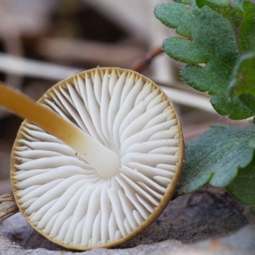 Strobilurus tenacellus &copy; Tatiana Bulyonkova (ressaure)