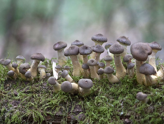 Armillaria cepistipes &copy; <a rel="nofollow" class="external text" href="https://www.flickr.com/people/37804979@N00">Tony Hisgett</a> from Birmingham, UK