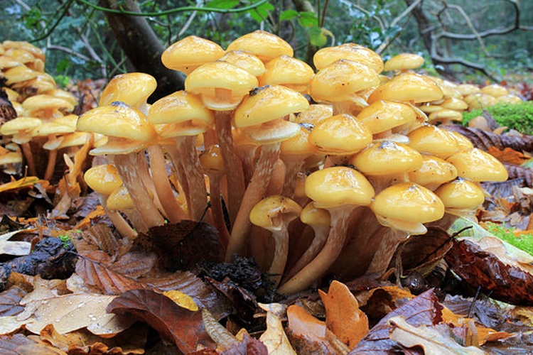 Armillaria mellea &copy; <a href="//commons.wikimedia.org/wiki/User:Stu%27s_Images" title="User:Stu's Images">Stu's Images</a>