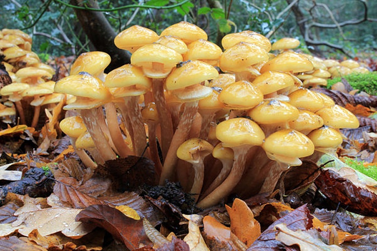 Armillaria mellea © <a href="//commons.wikimedia.org/wiki/User:Stu%27s_Images" title="User:Stu's Images">Stu's Images</a>