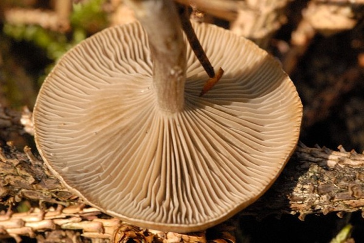 Clitocybe ditopa &copy; James Lindsey