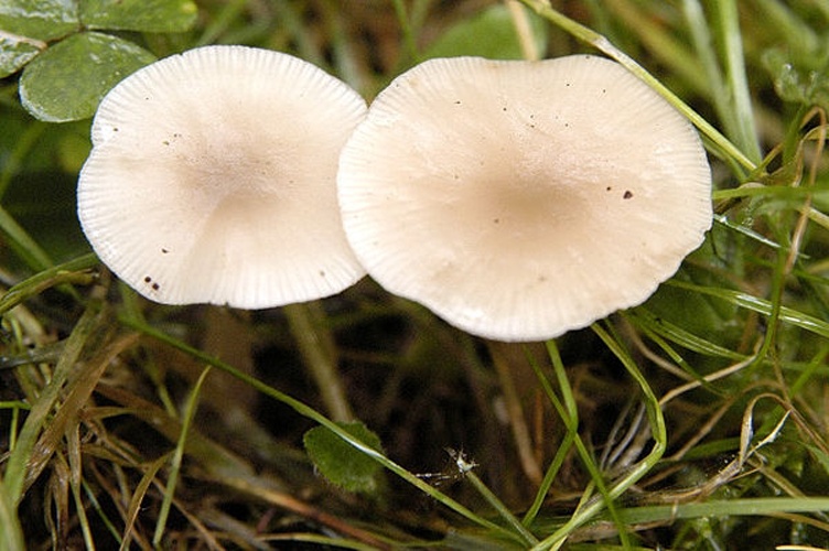 Clitocybe fragrans &copy; James Lindsey