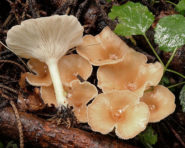 Clitocybe gibba © <a href="//commons.wikimedia.org/w/index.php?title=User:Ak_ccm&amp;action=edit&amp;redlink=1" class="new" title="User:Ak ccm (page does not exist)">Andreas Kunze</a>