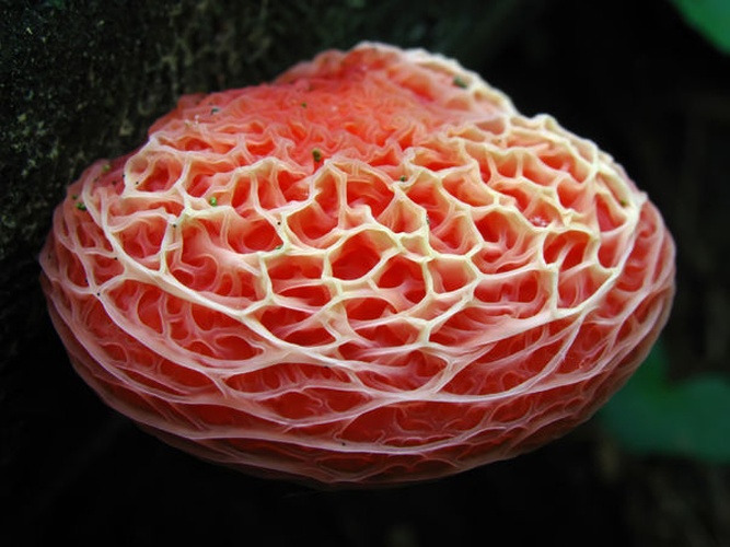 Rhodotus palmatus © This image was created by user <a rel="nofollow" class="external text" href="https://mushroomobserver.org/observer/show_user/439">Dan Molter</a> at <a rel="nofollow" class="external text" href="https://mushroomobserver.org">Mushroom Observer</a>, a source for mycological images.<br>You can contact this user <a rel="nofollow" class="external text" href="https://mushroomobserver.org/observer/ask_user_question/439">here</a>.