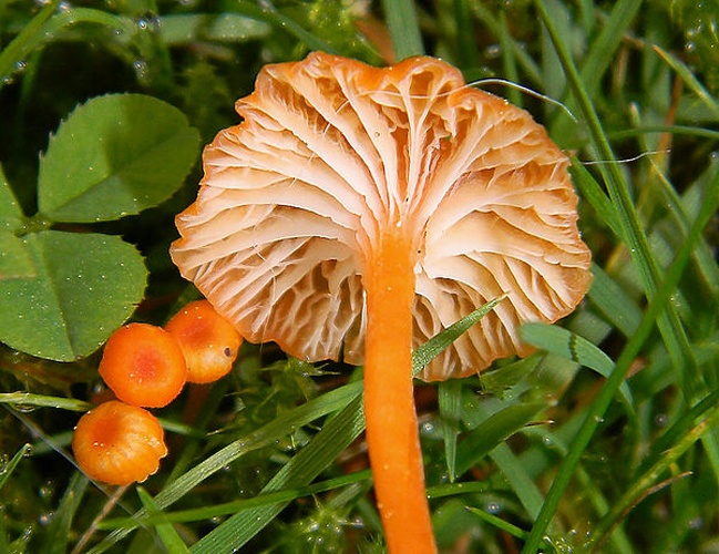 Rickenella fibula © This image was created by user <a rel="nofollow" class="external text" href="https://mushroomobserver.org/observer/show_user/1566">Tim Sage (T. Sage)</a> at <a rel="nofollow" class="external text" href="https://mushroomobserver.org">Mushroom Observer</a>, a source for mycological images.<br>You can contact this user <a rel="nofollow" class="external text" href="https://mushroomobserver.org/observer/ask_user_question/1566">here</a>.