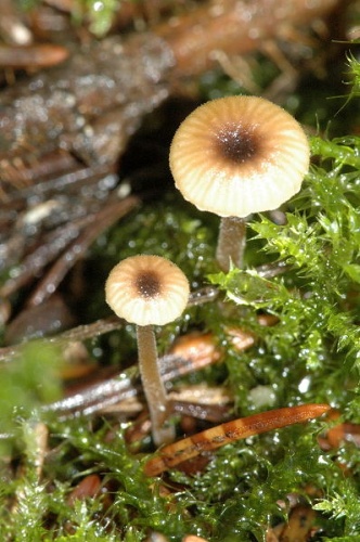 Rickenella swartzii © James Lindsey