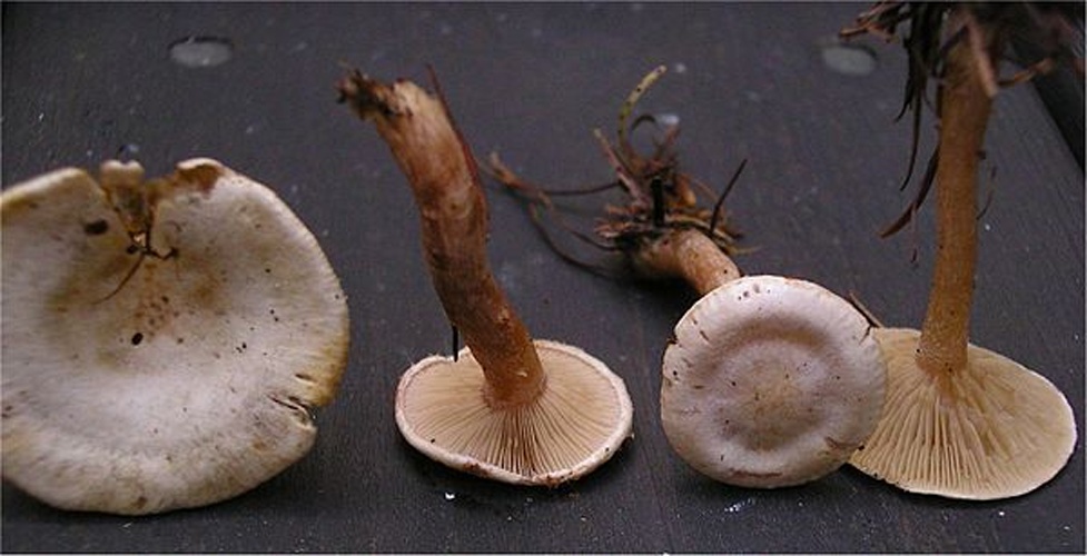 Ripartites tricholoma © This image was created by user <a rel="nofollow" class="external text" href="https://mushroomobserver.org/observer/show_user/442">Irene Andersson (irenea)</a> at <a rel="nofollow" class="external text" href="https://mushroomobserver.org">Mushroom Observer</a>, a source for mycological images.<br>You can contact this user <a rel="nofollow" class="external text" href="https://mushroomobserver.org/observer/ask_user_question/442">here</a>.