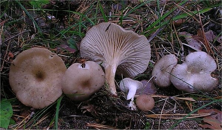 Clitocybe phaeophthalma © This image was created by user <a rel="nofollow" class="external text" href="https://mushroomobserver.org/observer/show_user/442">Irene Andersson (irenea)</a> at <a rel="nofollow" class="external text" href="https://mushroomobserver.org">Mushroom Observer</a>, a source for mycological images.<br>You can contact this user <a rel="nofollow" class="external text" href="https://mushroomobserver.org/observer/ask_user_question/442">here</a>.