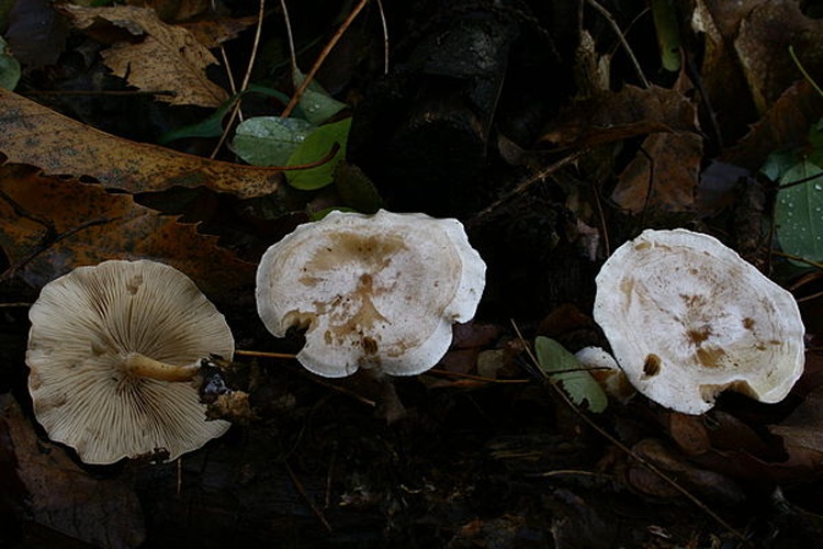 Clitocybe phyllophila © <a href="//commons.wikimedia.org/wiki/User:Strobilomyces" title="User:Strobilomyces">Strobilomyces</a>