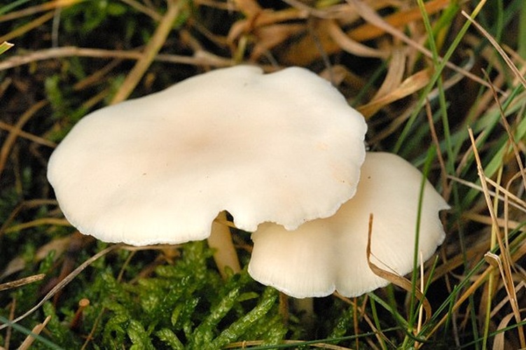 Clitopilus scyphoides © James Lindsey