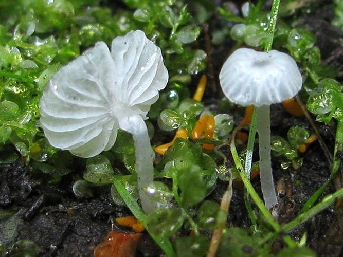 Delicatula integrella © This image was created by user <a rel="nofollow" class="external text" href="https://mushroomobserver.org/observer/show_user/%7B%7B%7B1%7D%7D%7D">{{{2}}}</a> at <a rel="nofollow" class="external text" href="https://mushroomobserver.org">Mushroom Observer</a>, a source for mycological images.<br>You can contact this user <a rel="nofollow" class="external text" href="https://mushroomobserver.org/observer/ask_user_question/%7B%7B%7B1%7D%7D%7D">here</a>.