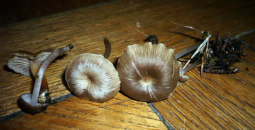 Fayodia bisphaerigera © <a rel="nofollow" class="external text" href="https://mushroomobserver.org/observer/show_user/1093">Gerhard Koller</a>