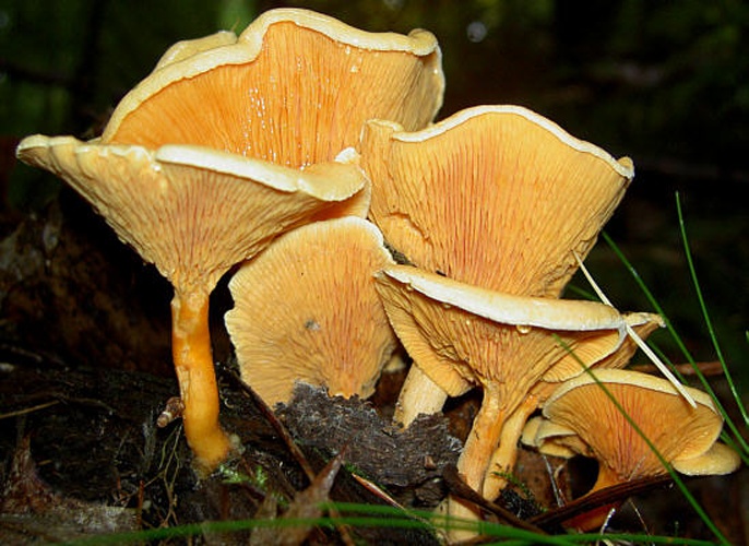 Hygrophoropsis aurantiaca &copy; The original uploader was <a href="https://en.wikipedia.org/wiki/de:User:W.J.Pilsak" class="extiw" title="w:de:User:W.J.Pilsak">W.J.Pilsak</a> at <a href="https://en.wikipedia.org/wiki/de:" class="extiw" title="w:de:">German Wikipedia</a>.. Uploaded to Commons by <a href="//commons.wikimedia.org/w/index.php?title=User:Koernerbroetchen&amp;action=edit&amp;redlink=1" class="new" title="User:Koernerbroetchen (page does not exist)">Körnerbrötchen</a>.