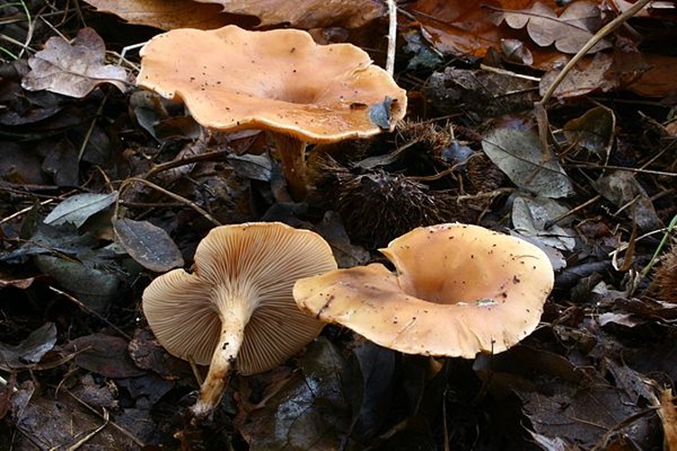 Paralepista flaccida © <a href="//commons.wikimedia.org/wiki/User:Strobilomyces" title="User:Strobilomyces">Strobilomyces</a>