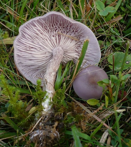 Lepista sordida © This image was created by user <a rel="nofollow" class="external text" href="https://mushroomobserver.org/observer/show_user/%7B%7B%7B1%7D%7D%7D">{{{2}}}</a> at <a rel="nofollow" class="external text" href="https://mushroomobserver.org">Mushroom Observer</a>, a source for mycological images.<br>You can contact this user <a rel="nofollow" class="external text" href="https://mushroomobserver.org/observer/ask_user_question/%7B%7B%7B1%7D%7D%7D">here</a>.