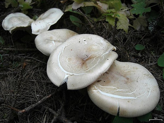 Leucopaxillus albissimus © <a rel="nofollow" class="external text" href="https://www.flickr.com/people/7147684@N03">Jason Hollinger</a>