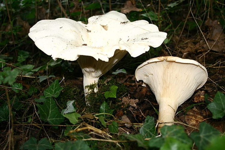 Leucopaxillus giganteus © <a href="//commons.wikimedia.org/wiki/User:Strobilomyces" title="User:Strobilomyces">Strobilomyces</a>