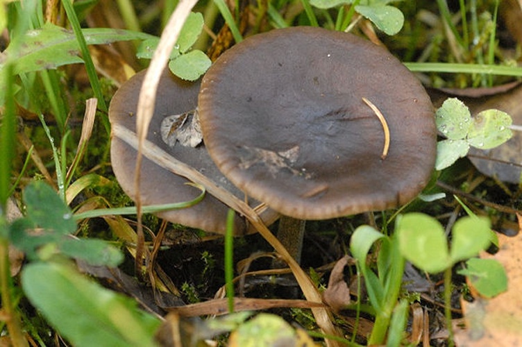 Melanoleuca melaleuca © James Lindsey