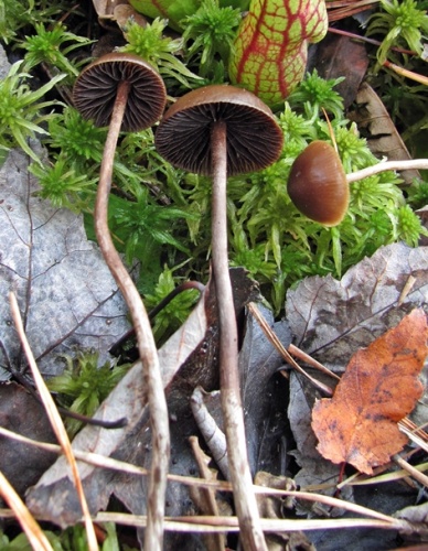 Psilocybe atrobrunnea © This image was created by user <a rel="nofollow" class="external text" href="https://mushroomobserver.org/observer/show_user/1964">Bob (Bobzimmer)</a> at <a rel="nofollow" class="external text" href="https://mushroomobserver.org">Mushroom Observer</a>, a source for mycological images.<br>You can contact this user <a rel="nofollow" class="external text" href="https://mushroomobserver.org/observer/ask_user_question/1964">here</a>.