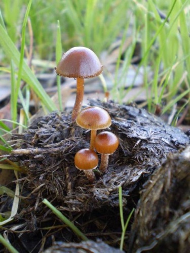 Psilocybe coprophila © This image was created by user <a rel="nofollow" class="external text" href="https://mushroomobserver.org/observer/show_user/2348">TimmiT</a> at <a rel="nofollow" class="external text" href="https://mushroomobserver.org">Mushroom Observer</a>, a source for mycological images.<br>You can contact this user <a rel="nofollow" class="external text" href="https://mushroomobserver.org/observer/ask_user_question/2348">here</a>.