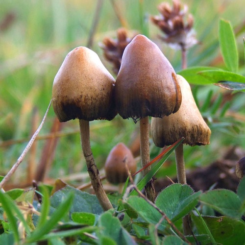 Psilocybe semilanceata © Arp