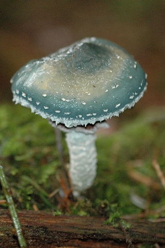 Stropharia aeruginosa &copy; James Lindsey