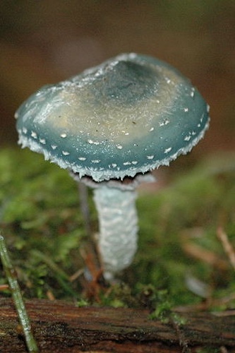 Stropharia aeruginosa © James Lindsey