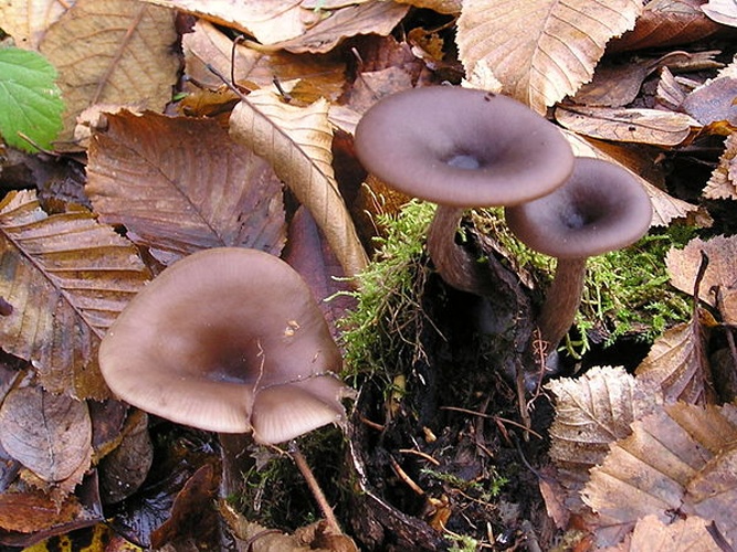 Pseudoclitocybe cyathiformis © <a href="//commons.wikimedia.org/wiki/User:Strobilomyces" title="User:Strobilomyces">Strobilomyces</a>
