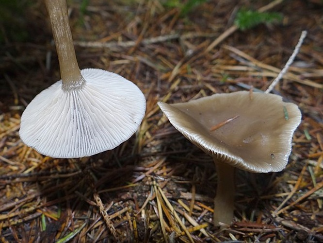 Pseudoclitocybe expallens © Jerzy Opioła