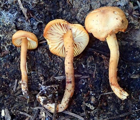  © This image was created by user <a rel="nofollow" class="external text" href="https://mushroomobserver.org/observer/show_user/9">Ron Pastorino (Ronpast)</a> at <a rel="nofollow" class="external text" href="https://mushroomobserver.org">Mushroom Observer</a>, a source for mycological images.<br>You can contact this user <a rel="nofollow" class="external text" href="https://mushroomobserver.org/observer/ask_user_question/9">here</a>.