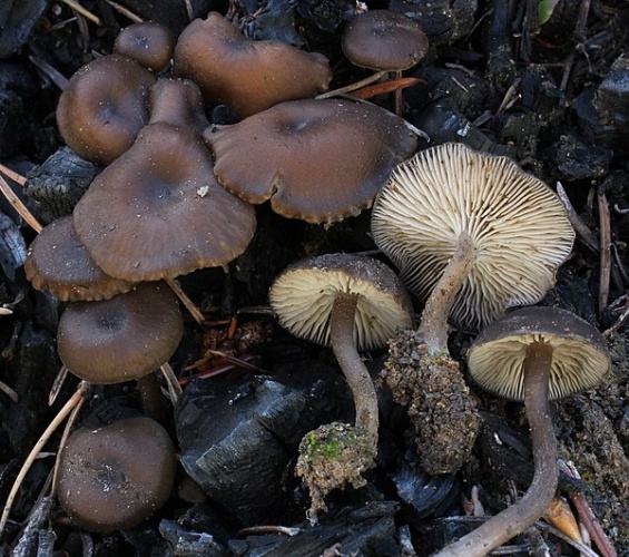 Tephrocybe anthracophila © This image was created by user <a rel="nofollow" class="external text" href="https://mushroomobserver.org/observer/show_user/390">Edward Barge (landsnorkler)</a> at <a rel="nofollow" class="external text" href="https://mushroomobserver.org">Mushroom Observer</a>, a source for mycological images.<br>You can contact this user <a rel="nofollow" class="external text" href="https://mushroomobserver.org/observer/ask_user_question/390">here</a>.
