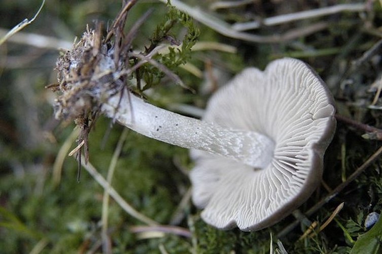 Tephrocybe boudieri &copy; James Lindsey