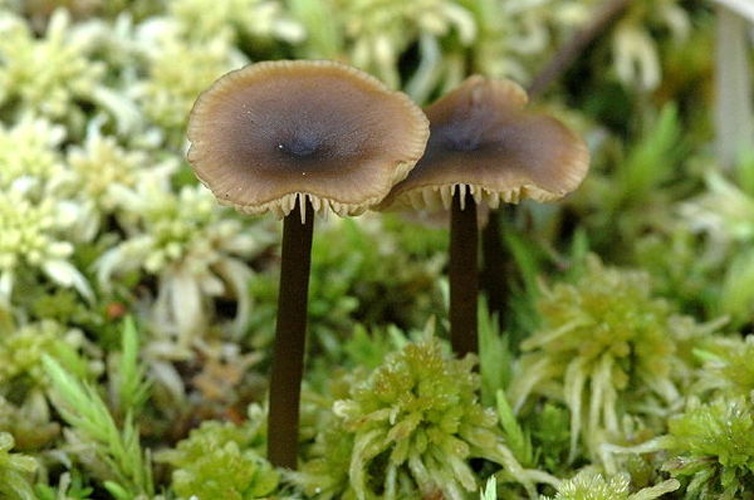 Tephrocybe palustris &copy; James Lindsey