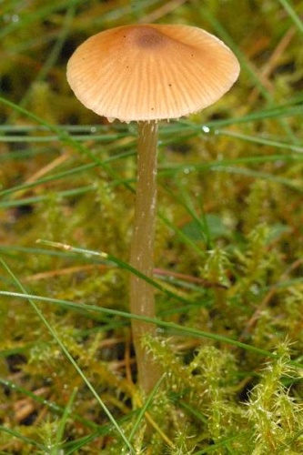 Entoloma cetratum © James Lindsey